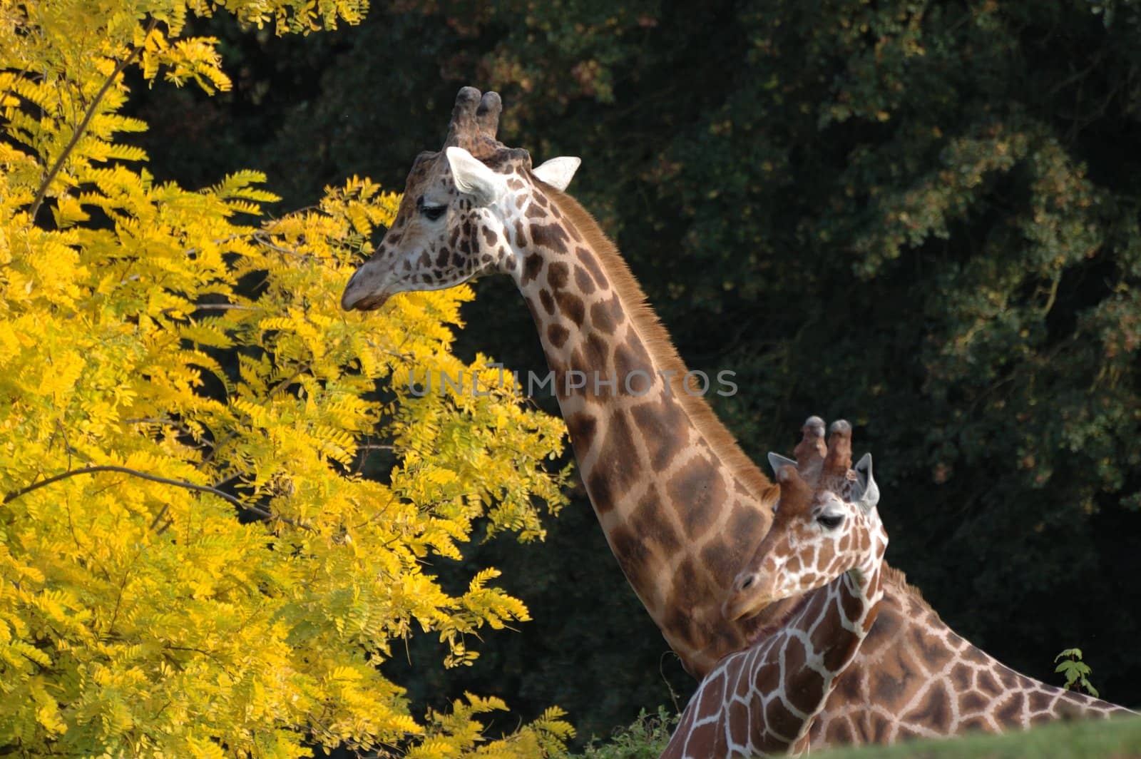 Giraffe