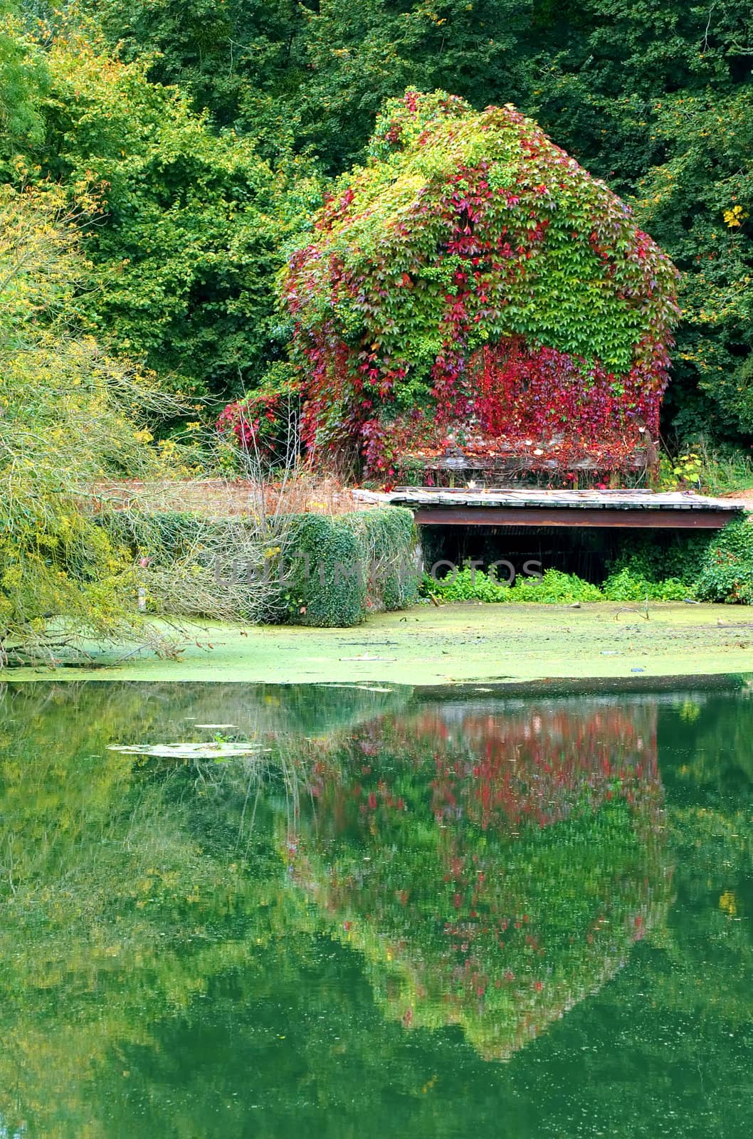 House covered by ivy