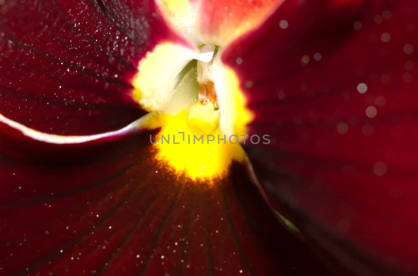 Pansy