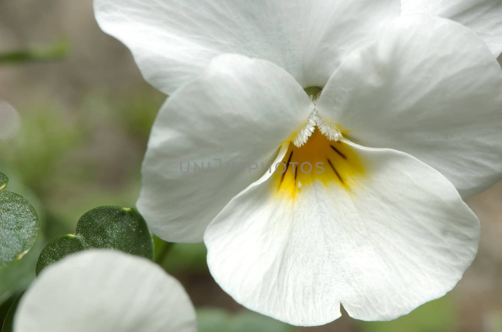Pansy