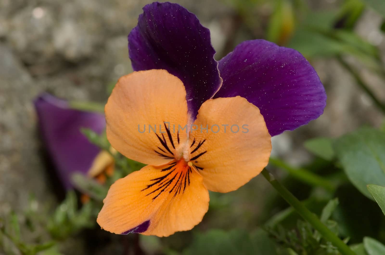 Pansy