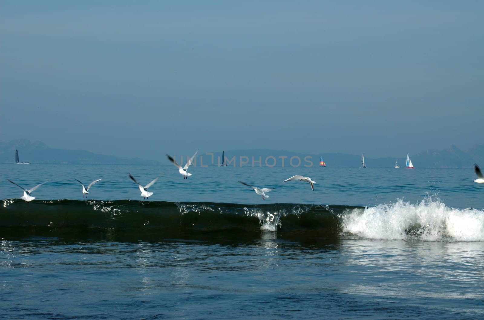 Seagulls