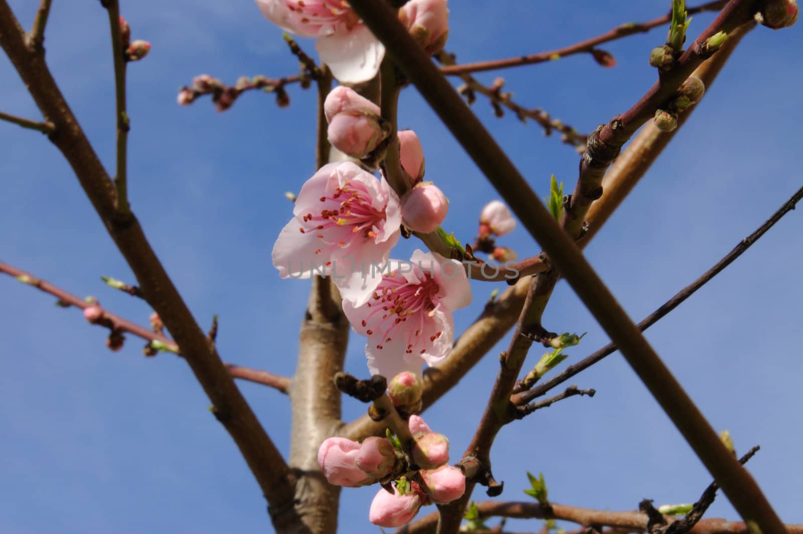 Peach flowers