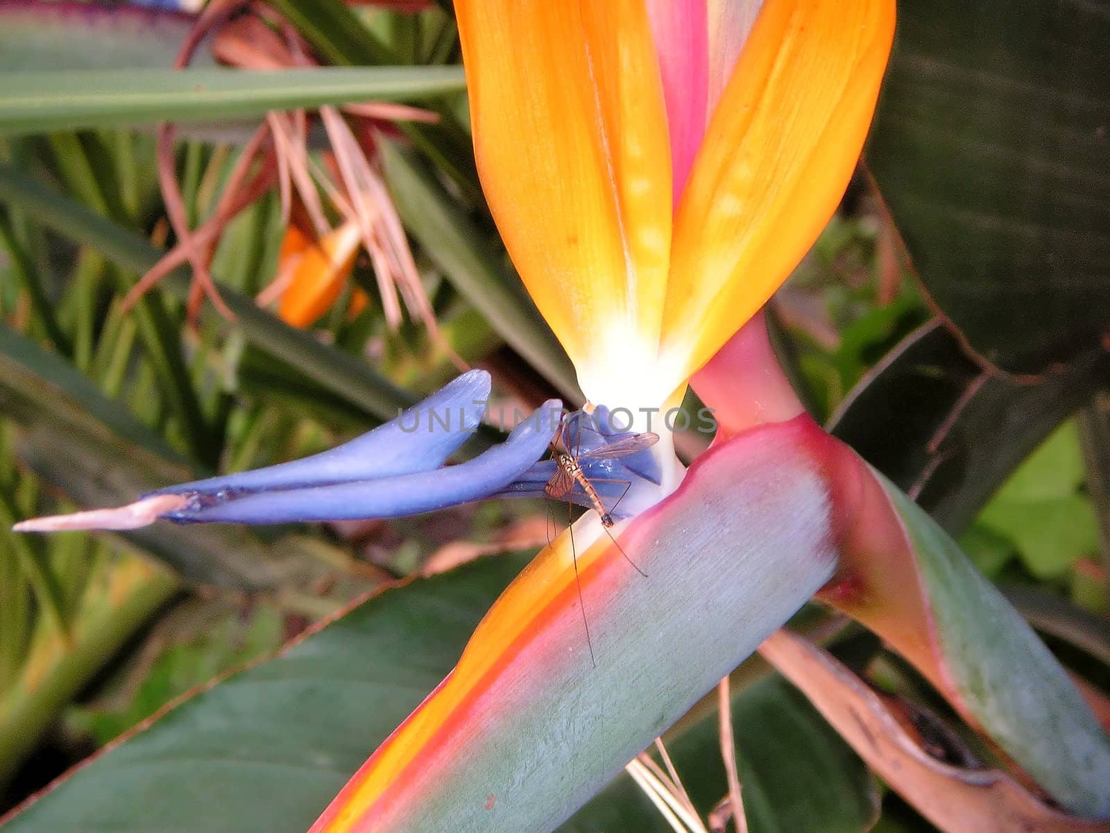Mosquito eating in a orange and blue flower