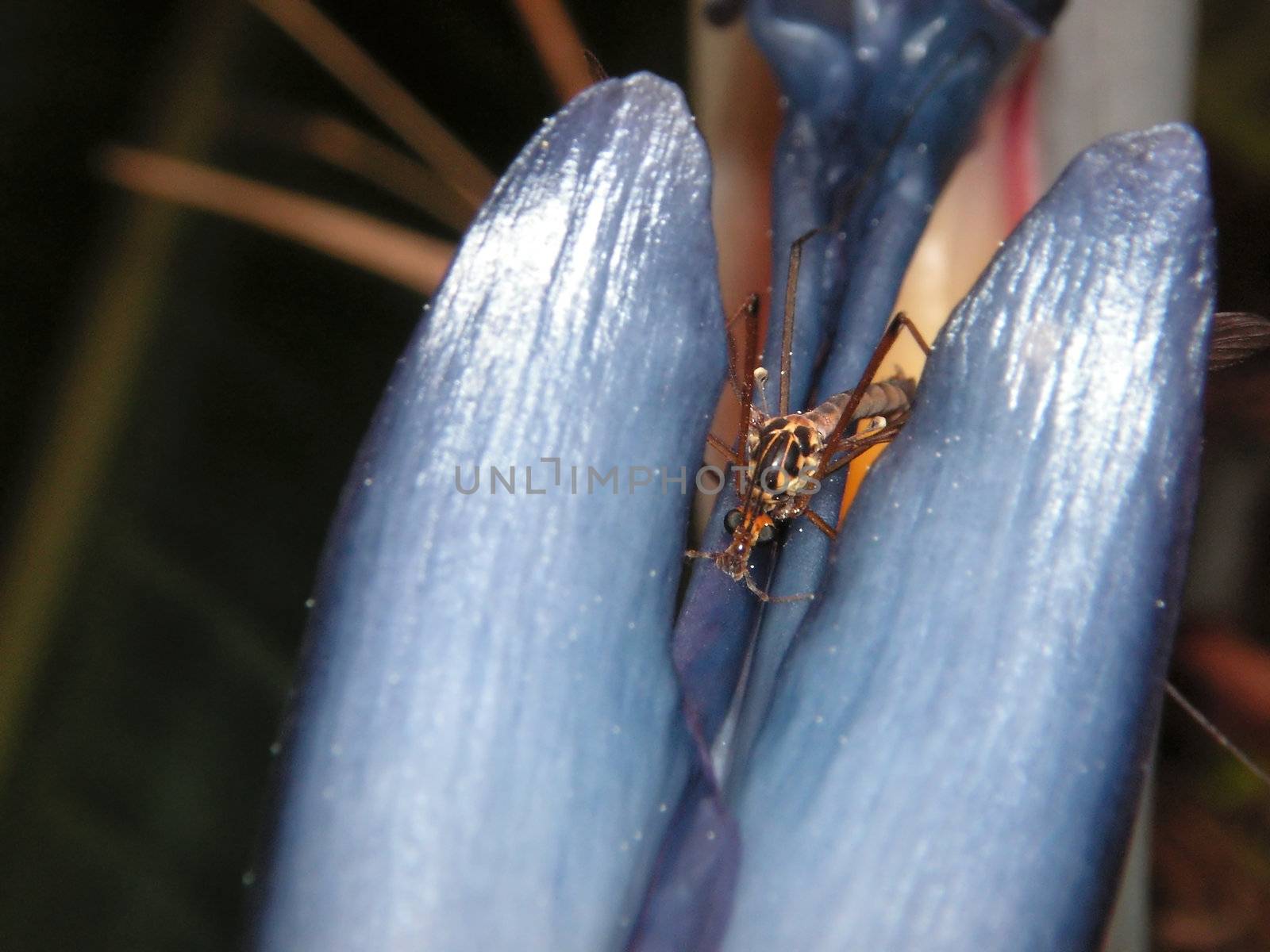Mosquito eating nectar on a blue flower