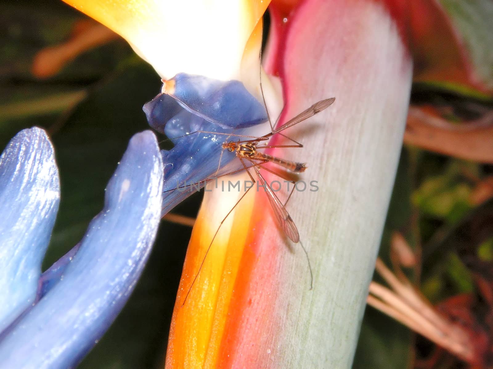 Mosquito eating on a blue and orange flower
