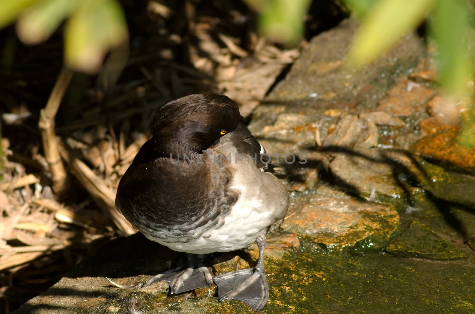 Duck