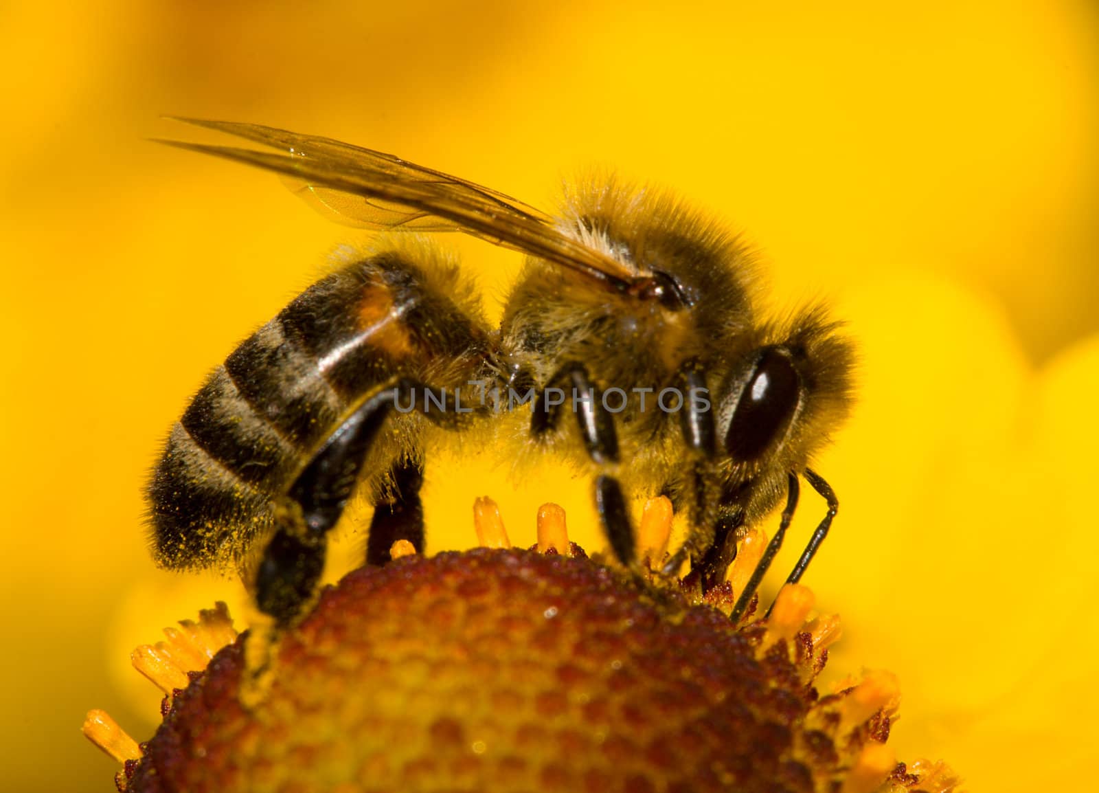 close-up bee on flower collects nectar