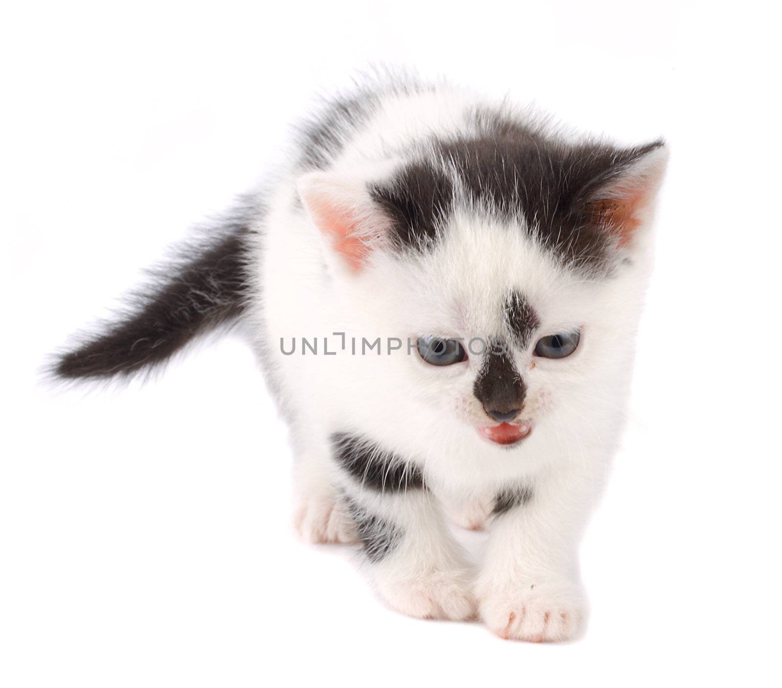 close-up kitten, isolated on white