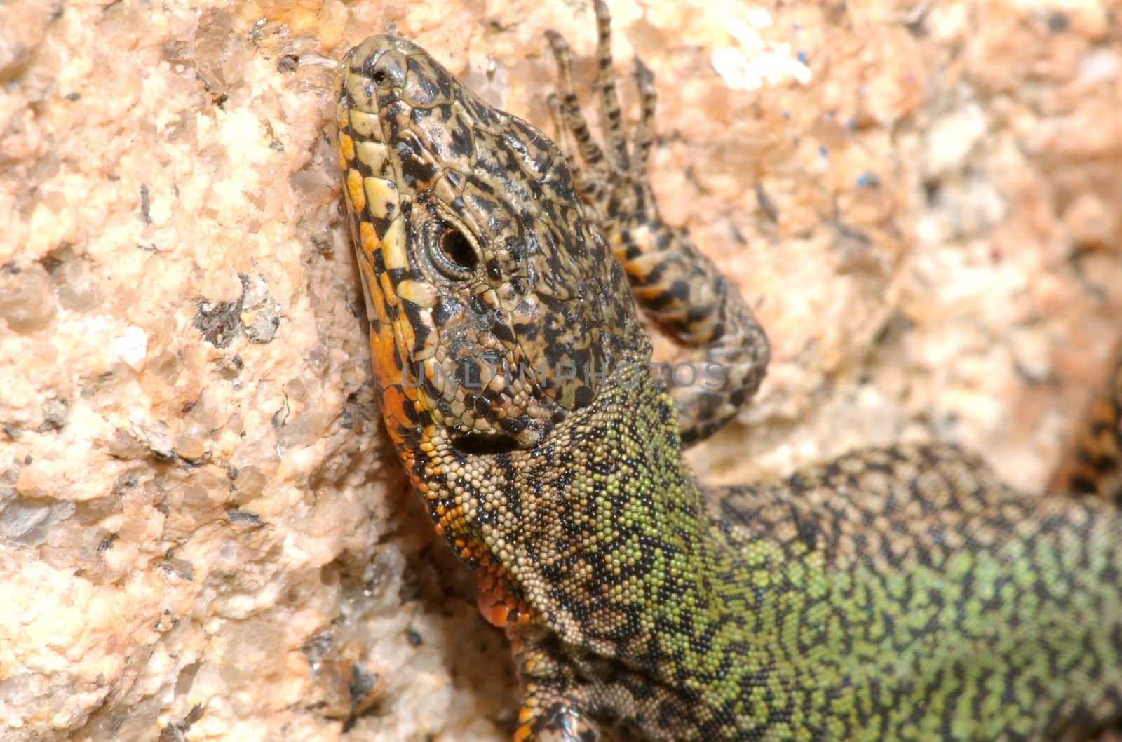 Small lizard