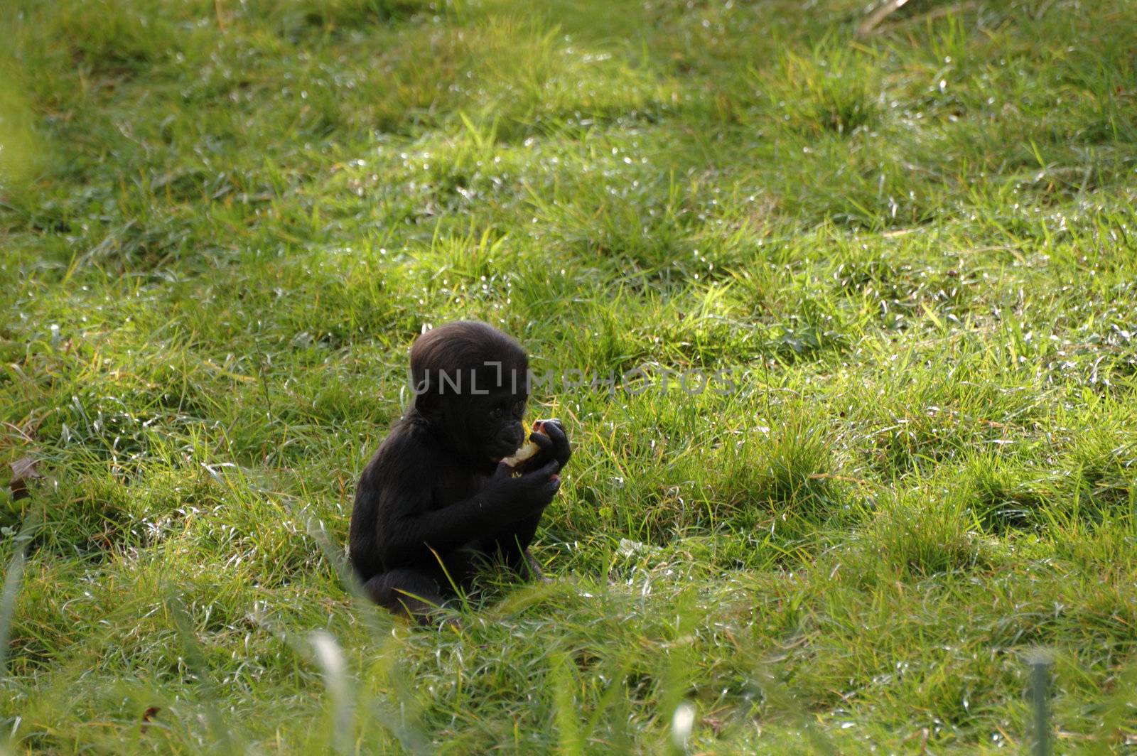 baby gorilla