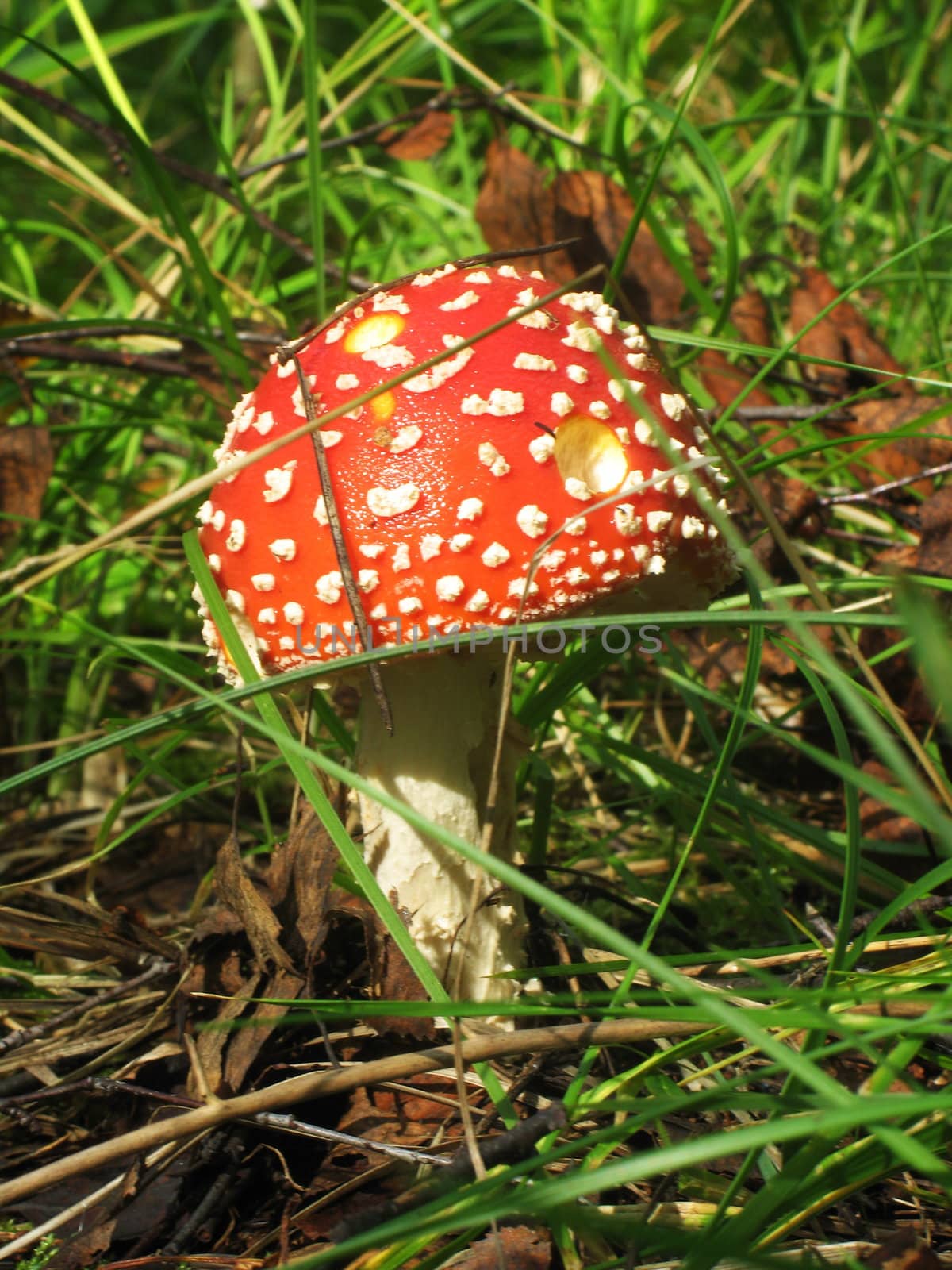 Fly agaric mushrom growing  in the forest.