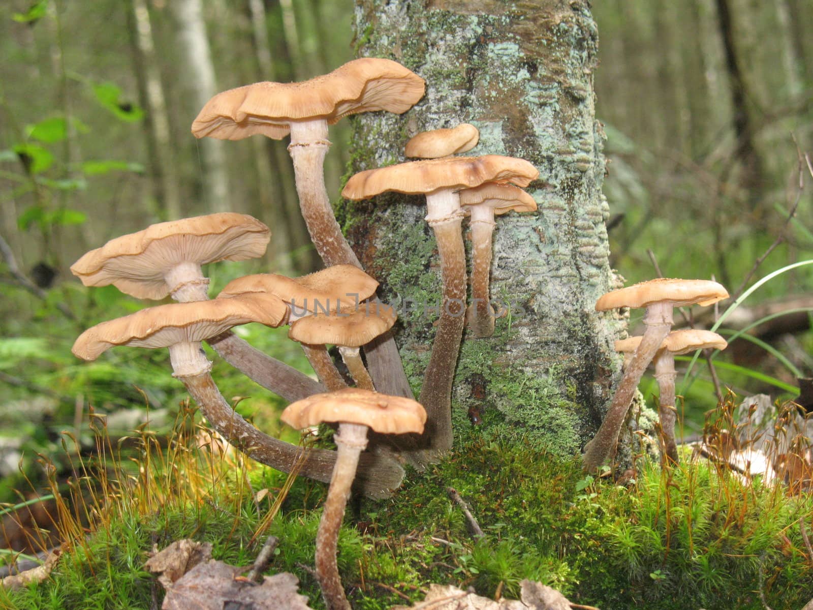 Mushroms in the forest. by Vitamin