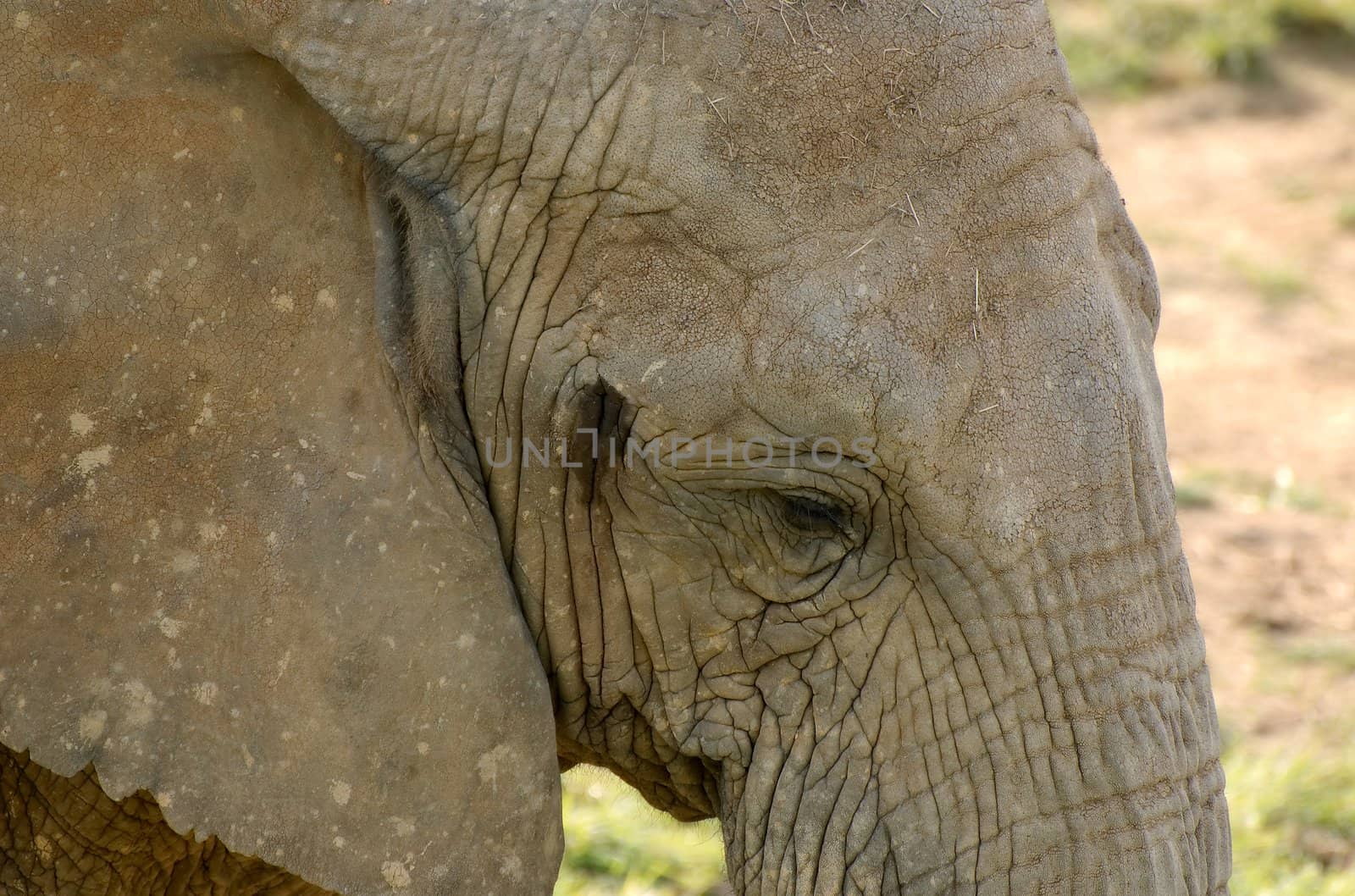 Closeup of the face of an elephant