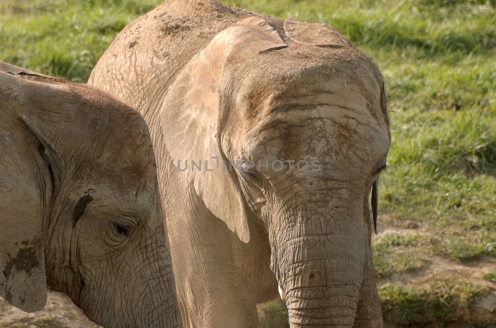 Elephant