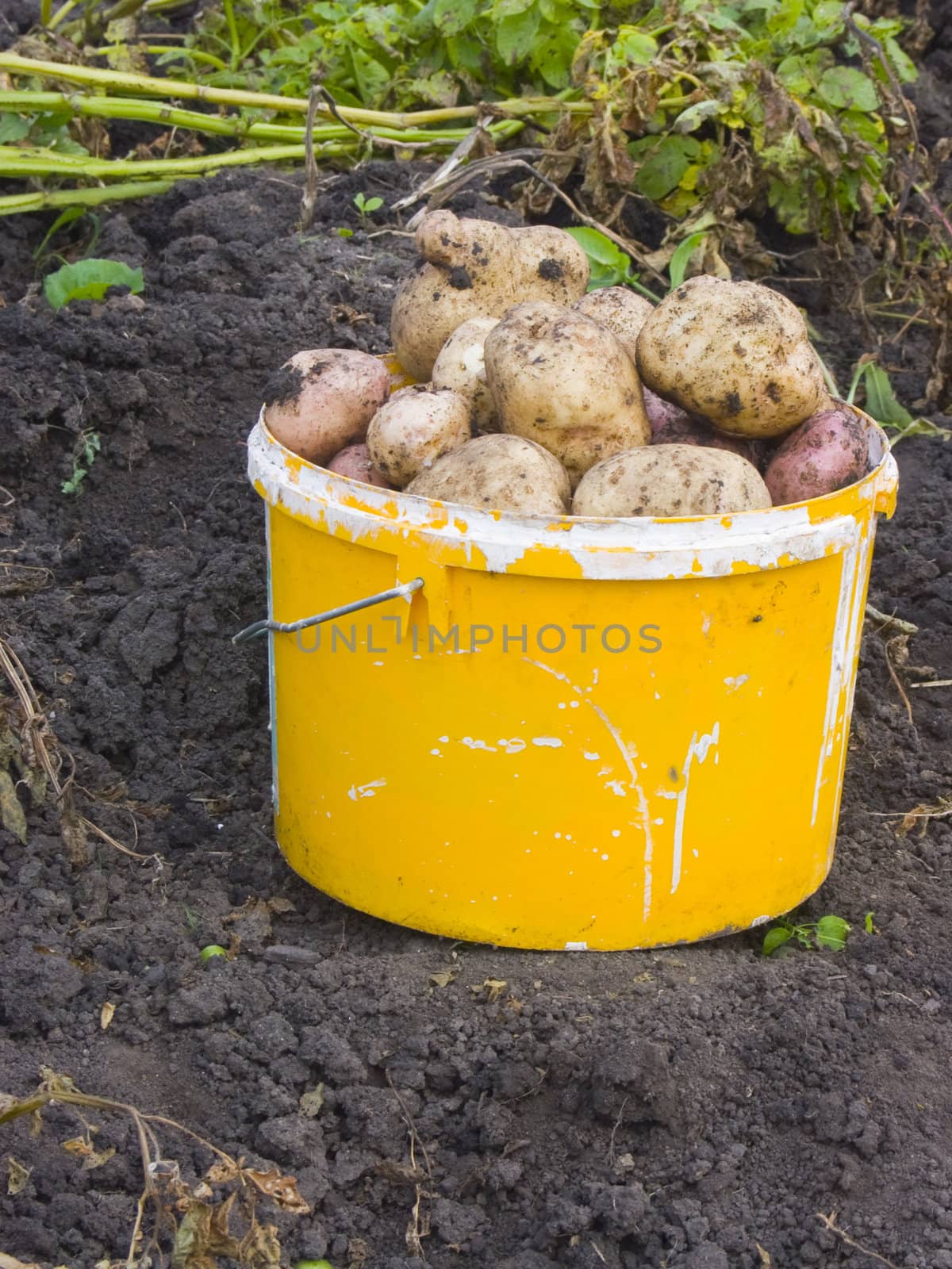 The bucket image in which have combined just dug out potato