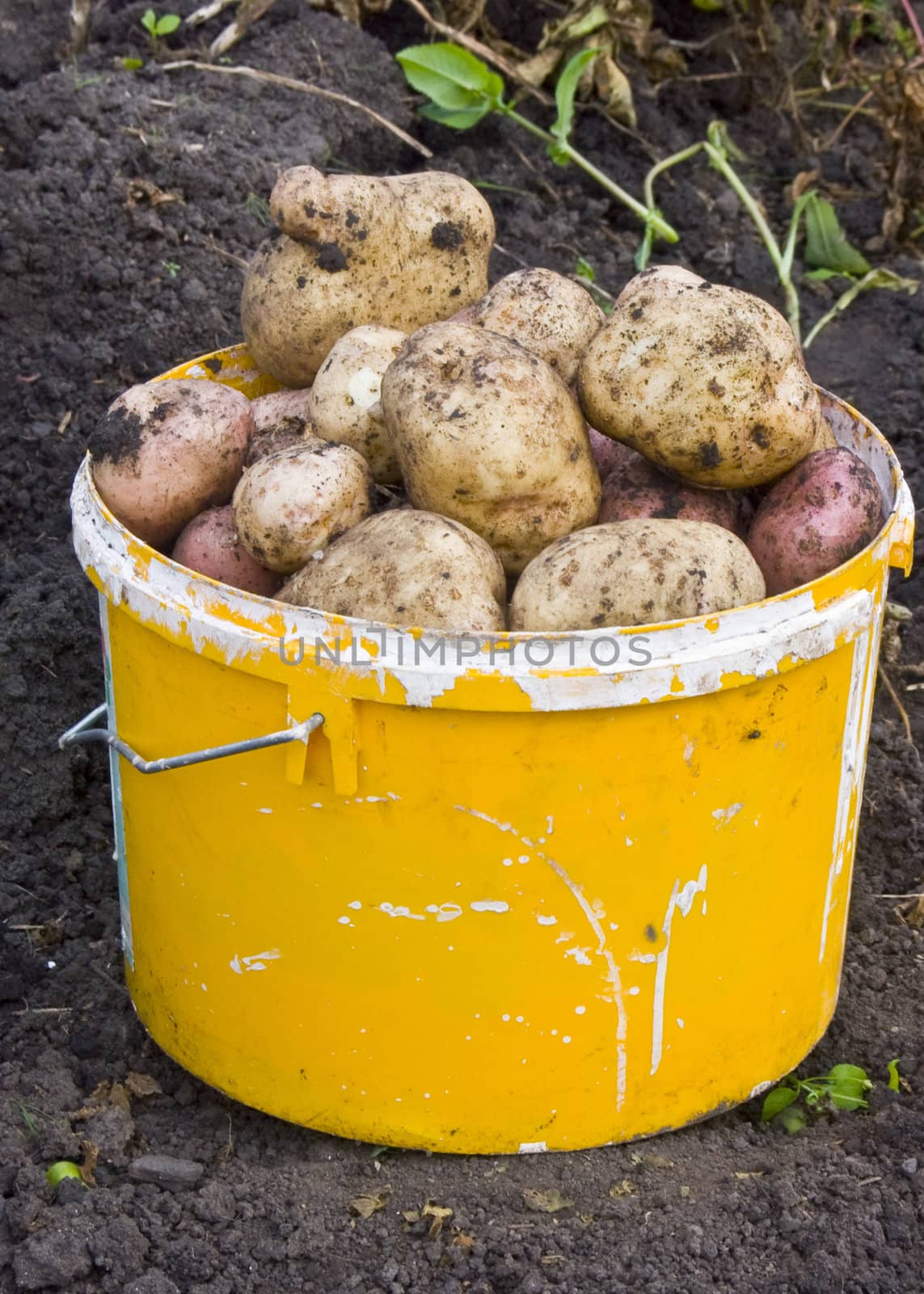 The bucket image in which have combined just dug out potato