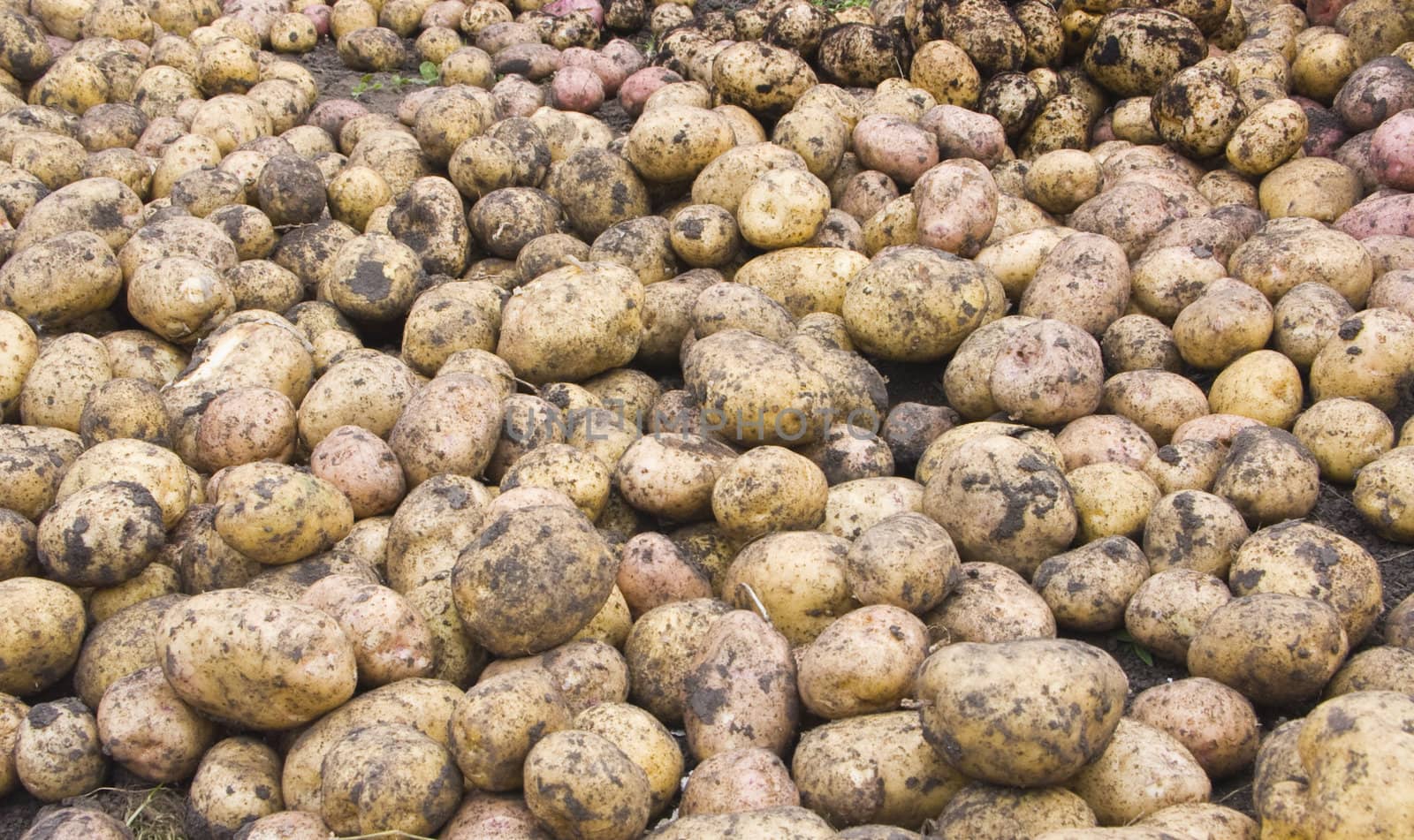  The image of the potato scattered by the ground