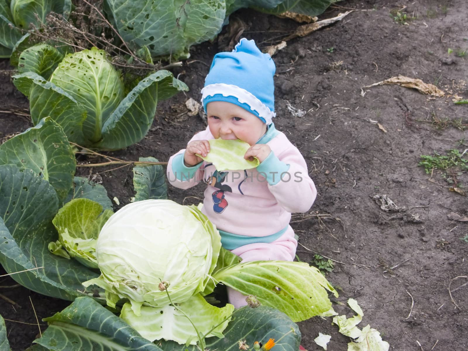 The image of the child sitting at a head of cabbage