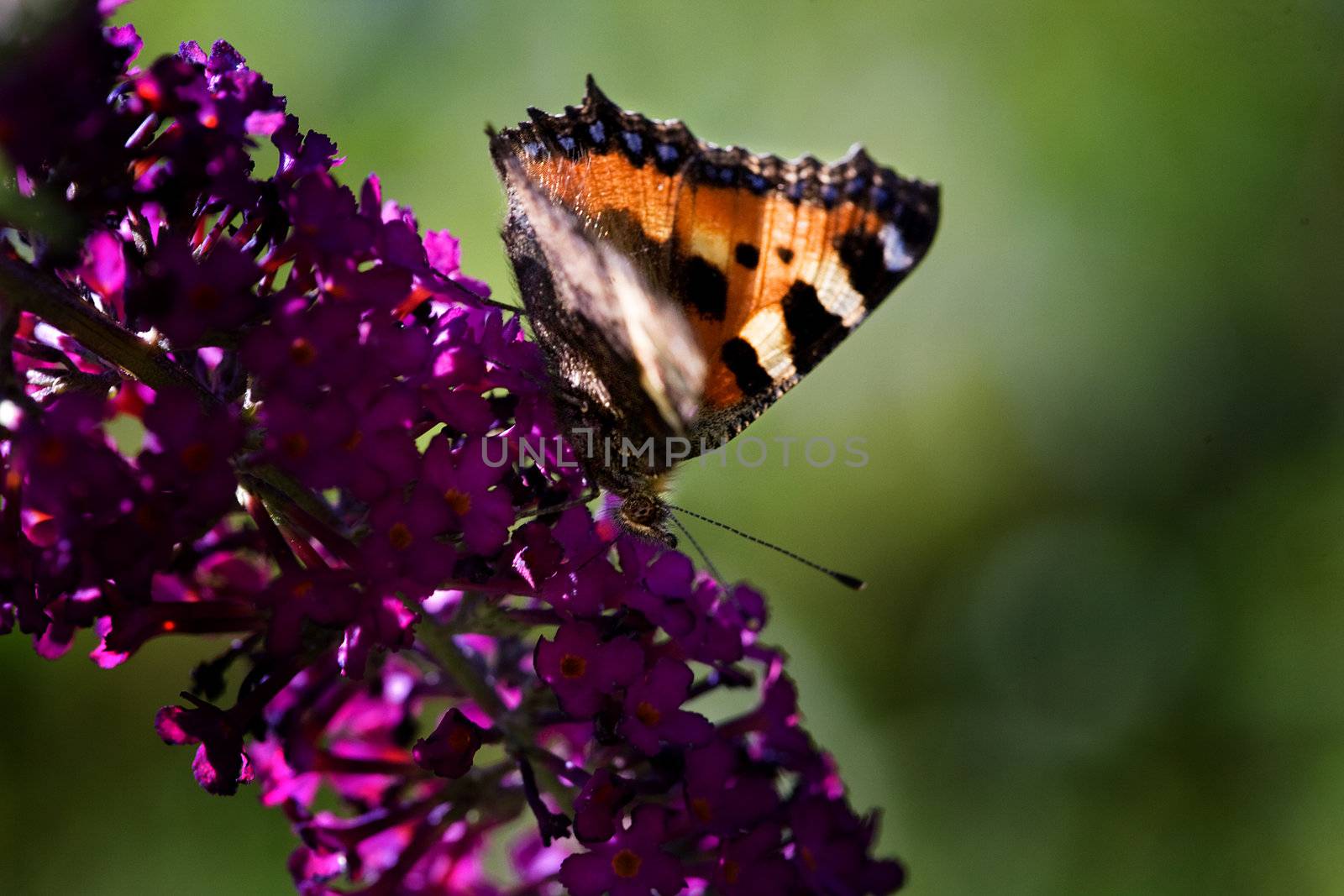 Butterfly on a butterfly bush