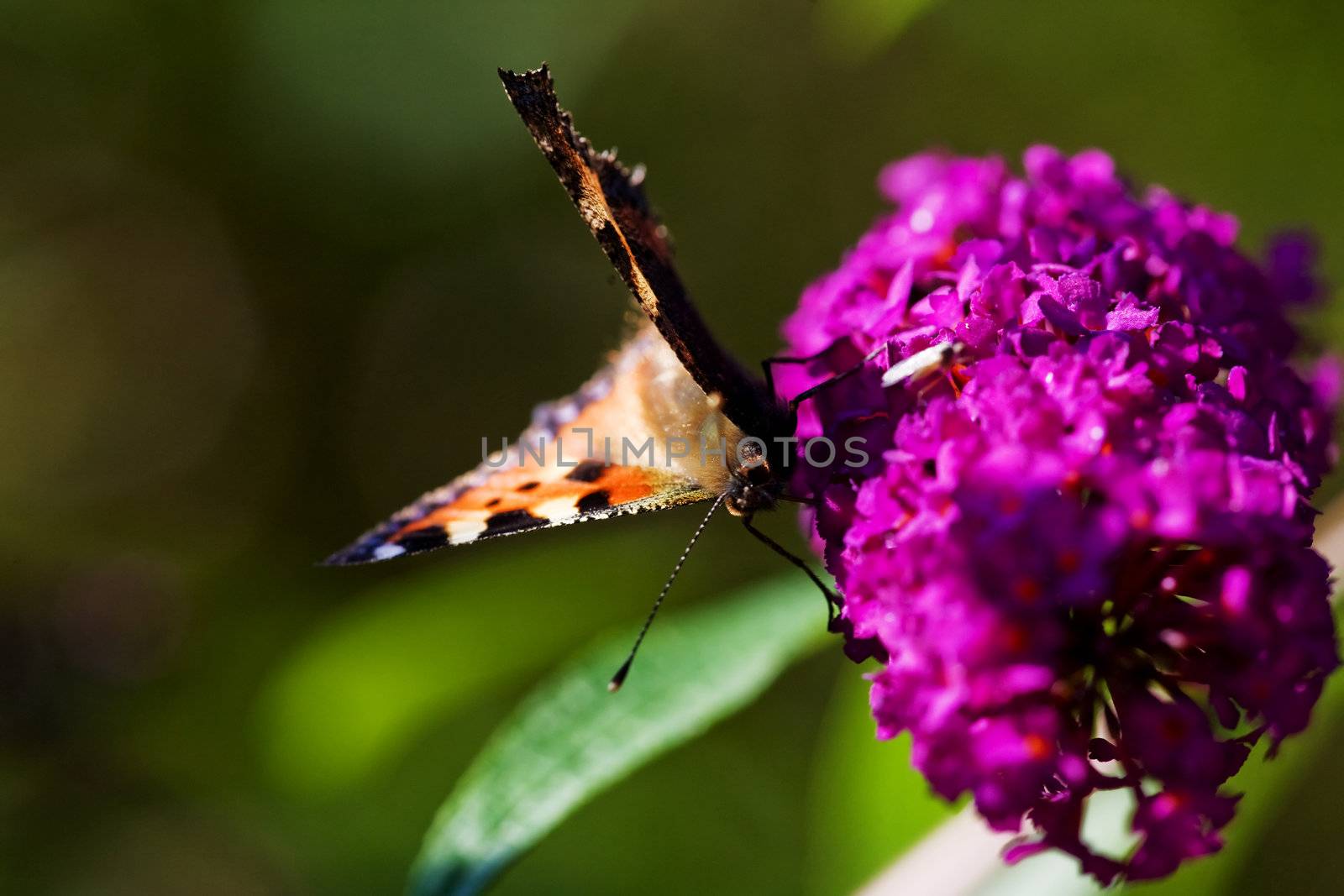 Buttefly on Purple Plant by leaf