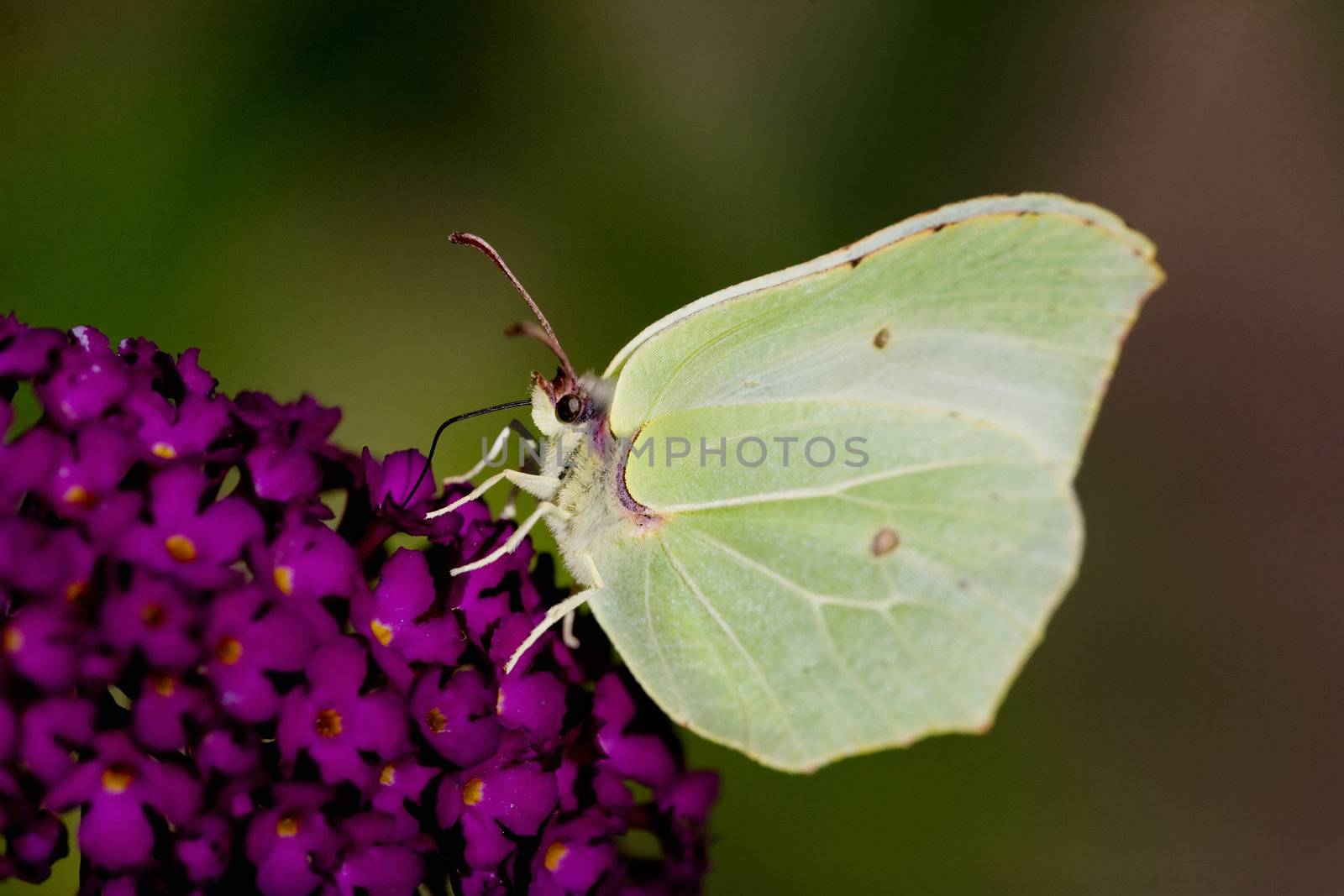 Brimstone Butterfly by leaf