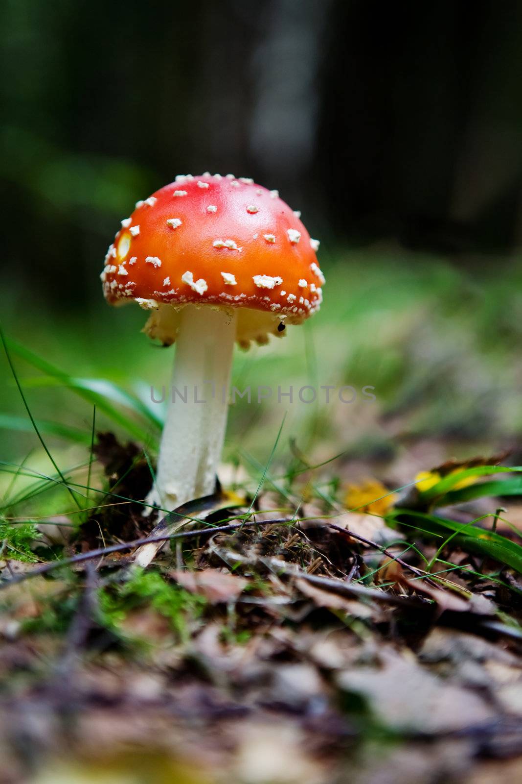 A magic mushroom in the forest - fly Amanita