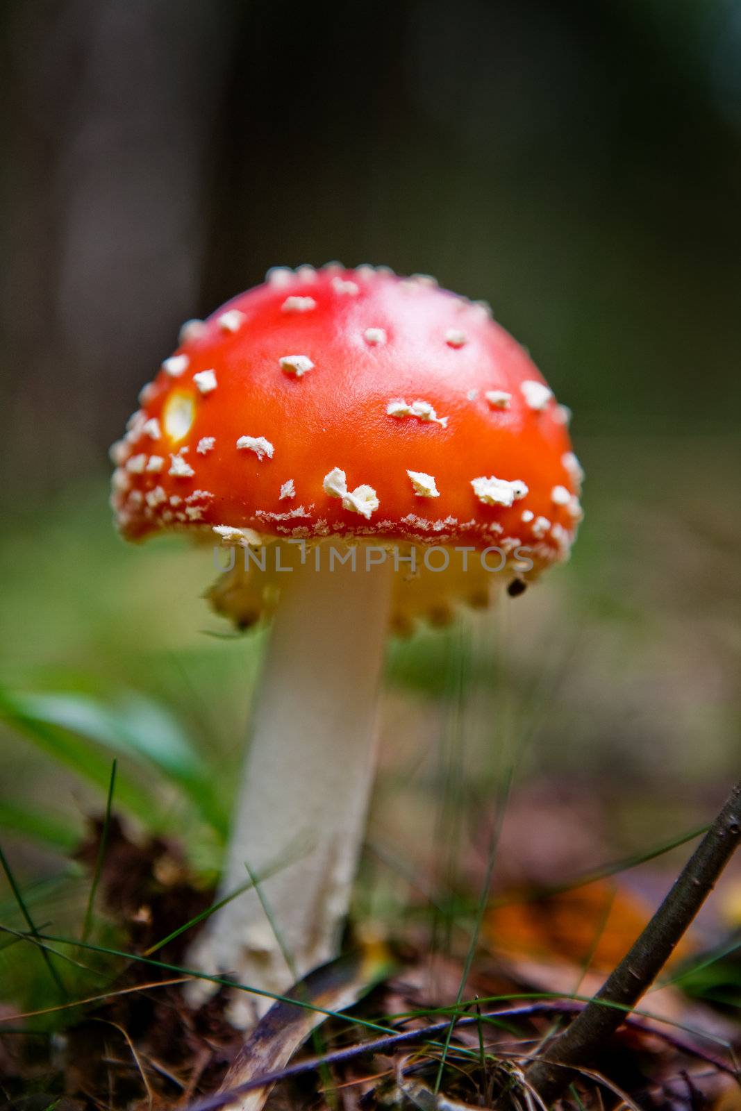 A red and white mush - Fly Amanita.  Poisonous and hallucinogenic