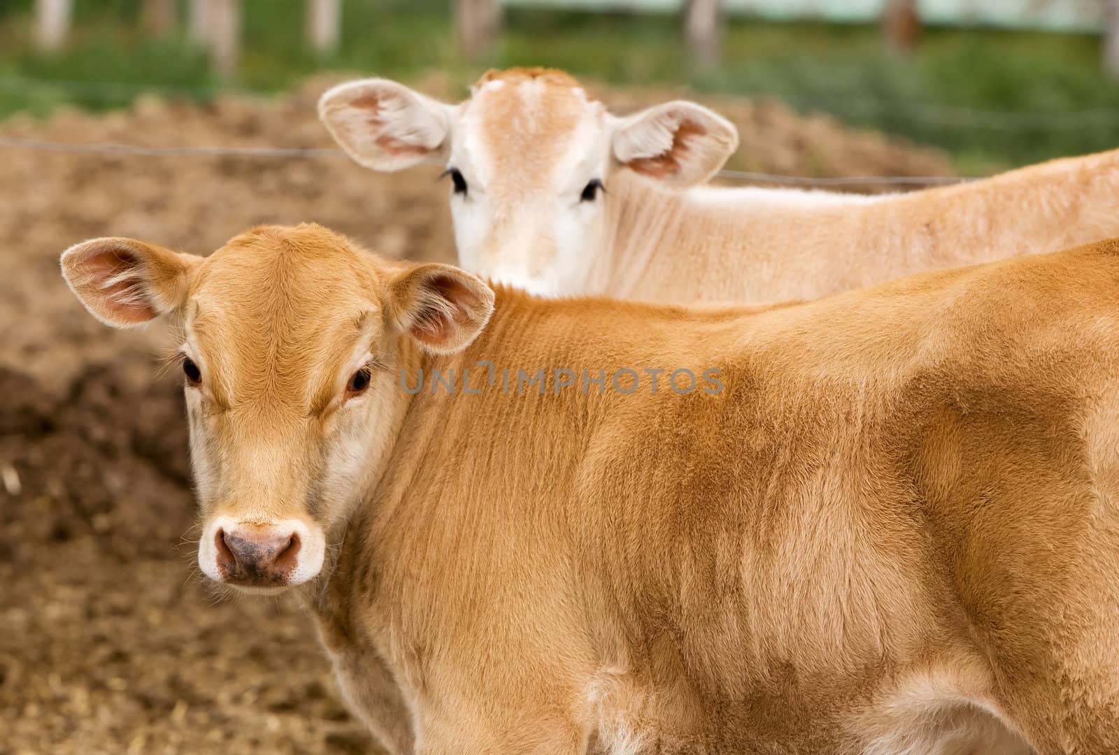 A small brown Chianina calf looking at the camera