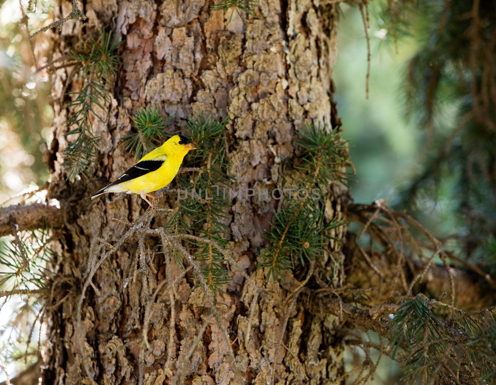 A gold finch sitting in a tree in the forest