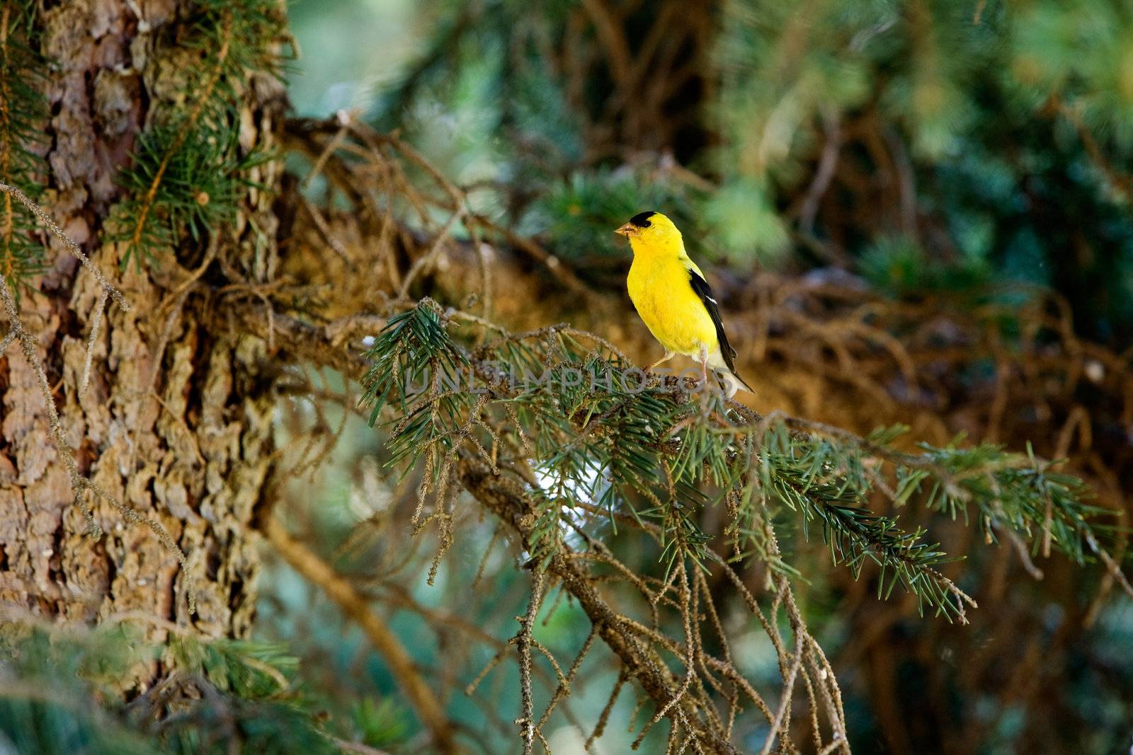 A gold finch in the forest sitting on a tree
