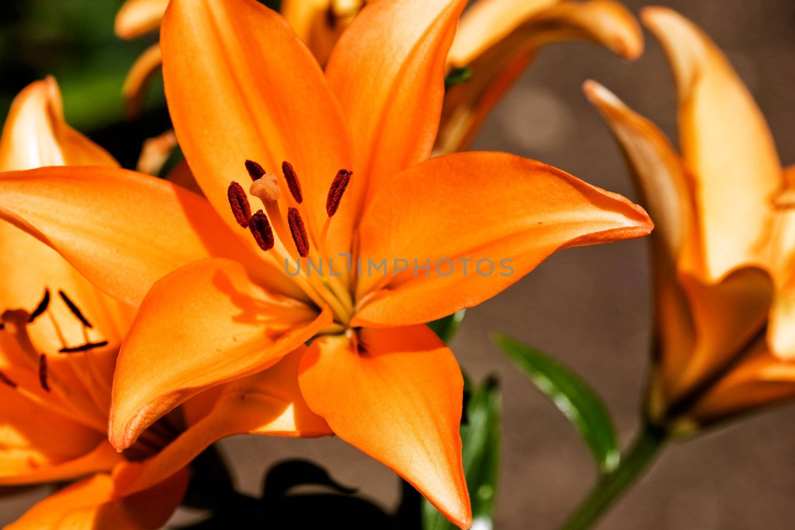 Orange Lilly by leaf