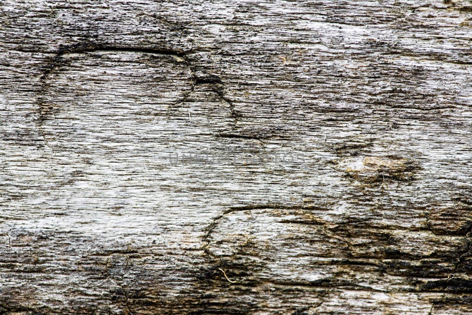 Old weathered drift wood texture