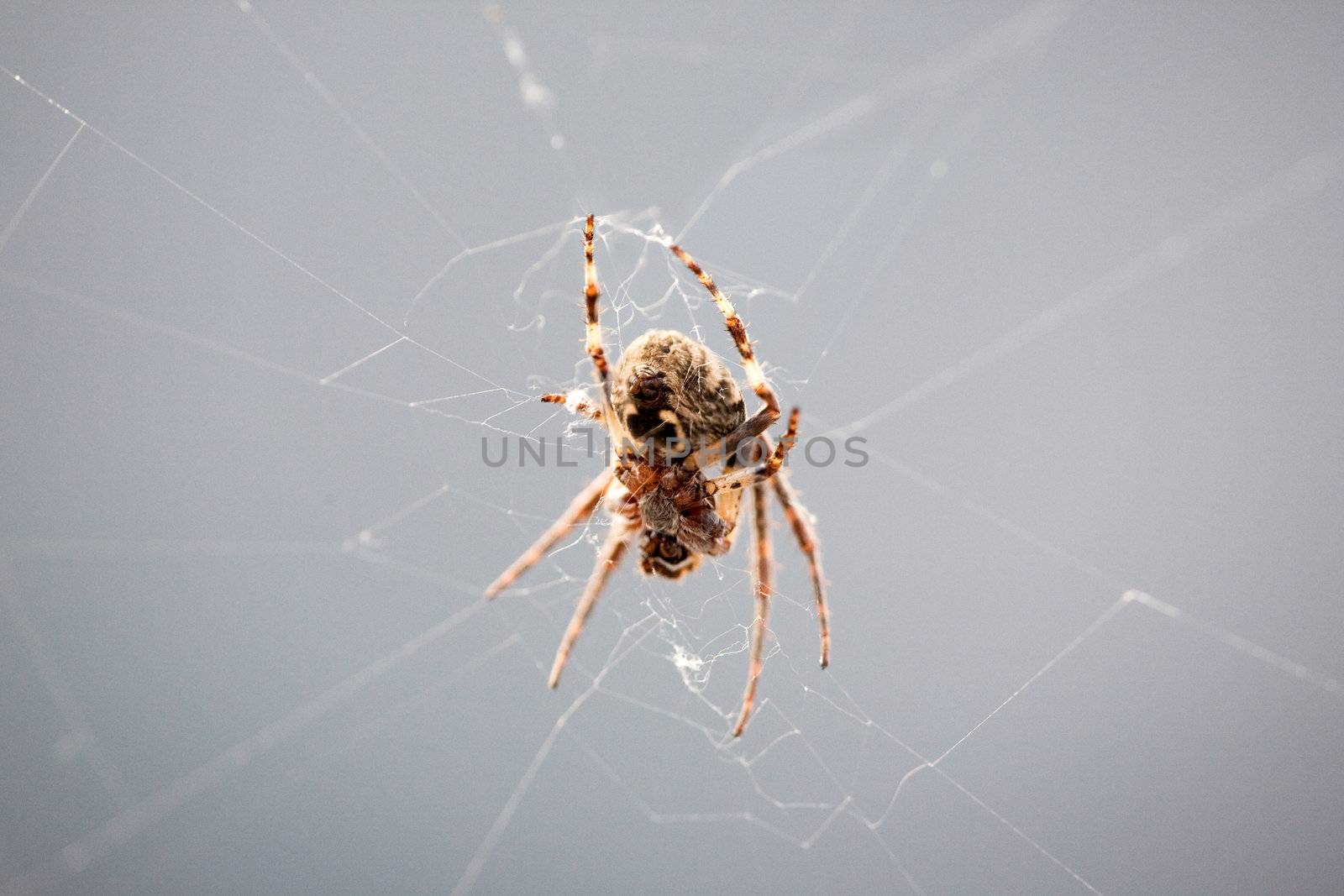 The underside of a spider spinning a web