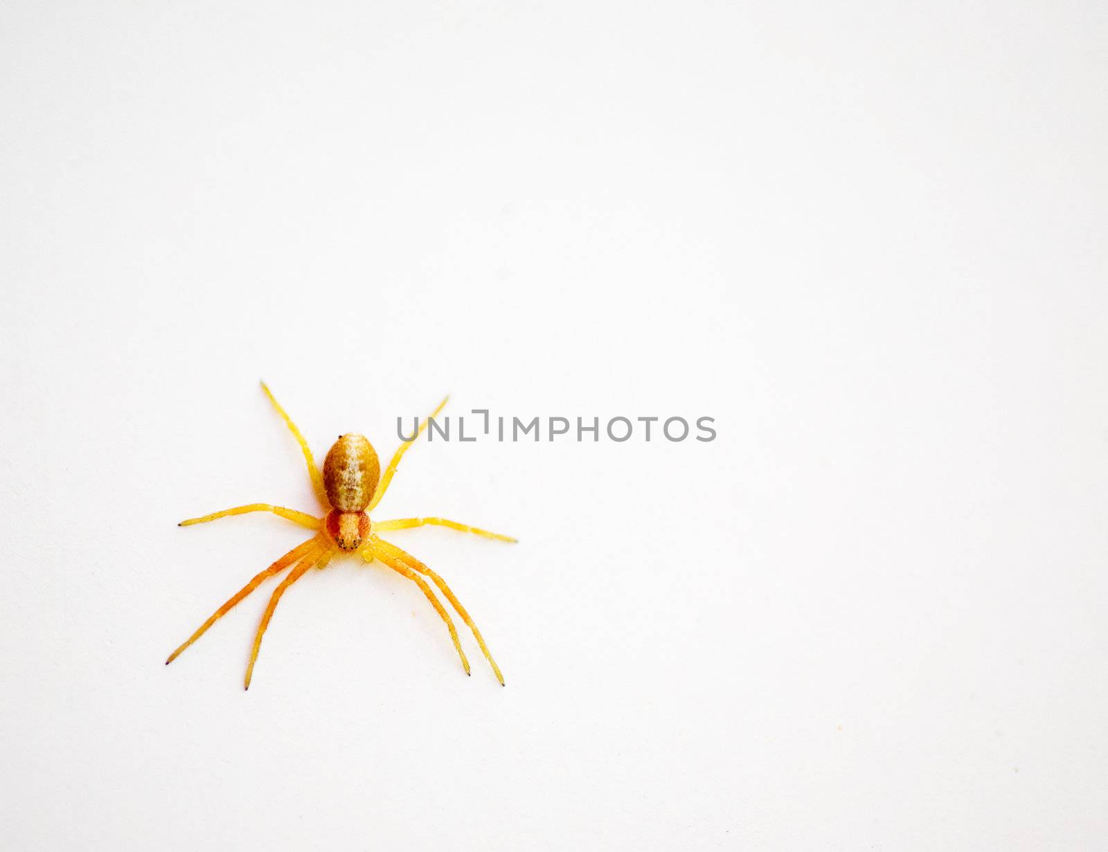 Yellow Spider by leaf
