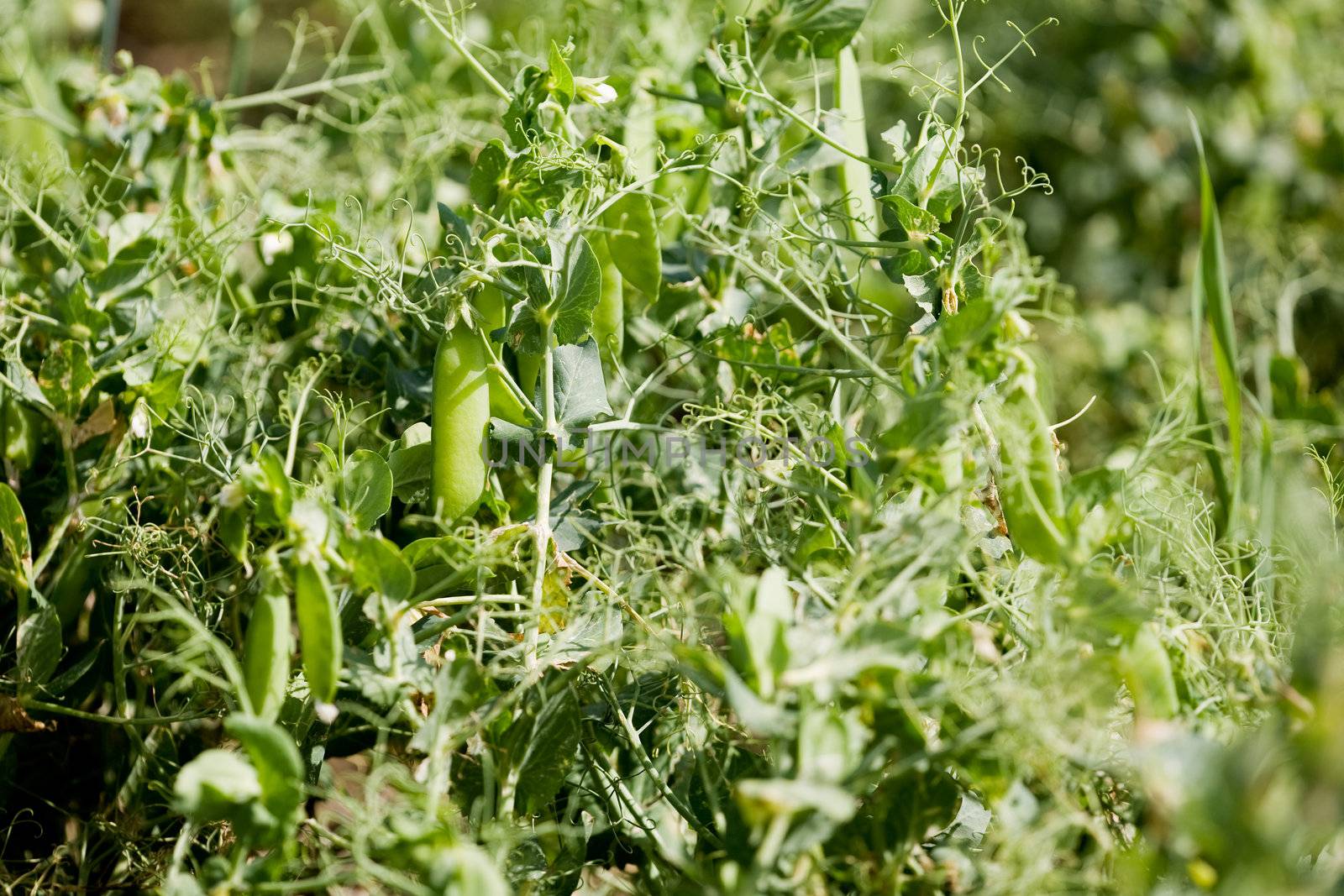 A background image of a green pea field