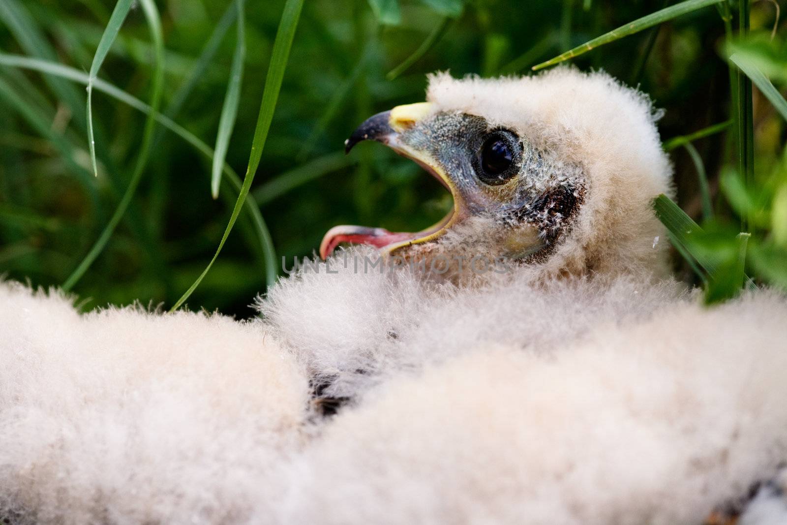 Prairie Falcon Chick by leaf