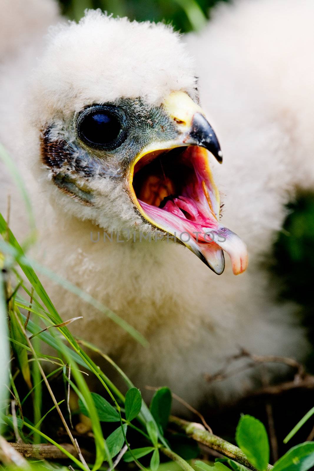 Prairie Falcon chick (Falco mexicanus) in a nest