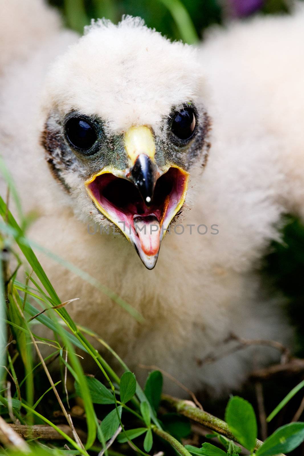 Prairie Falcon chick (Falco mexicanus) in a nest