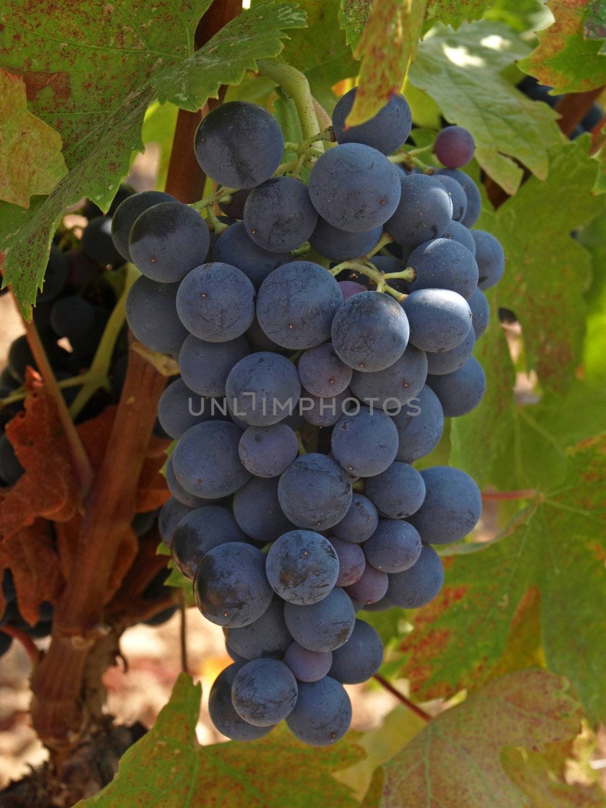 bunchs of grape by jbouzou