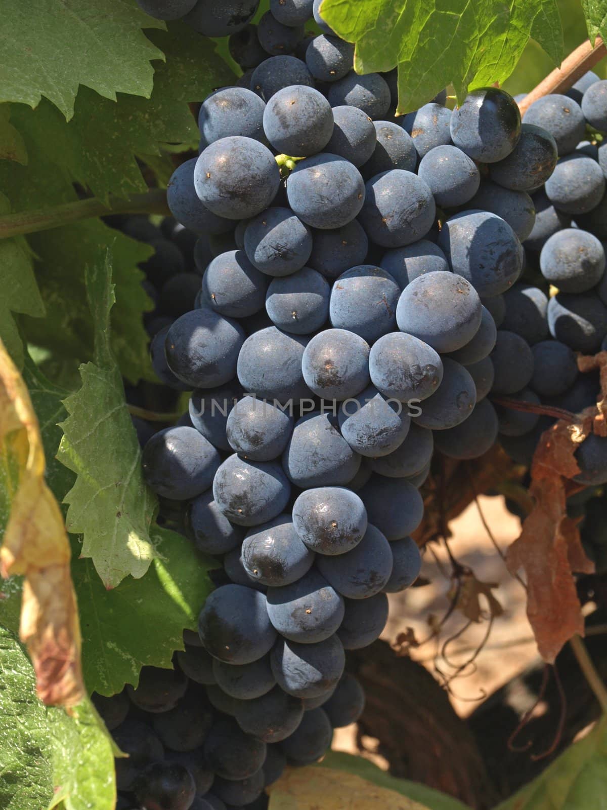 bunchs of grape by jbouzou