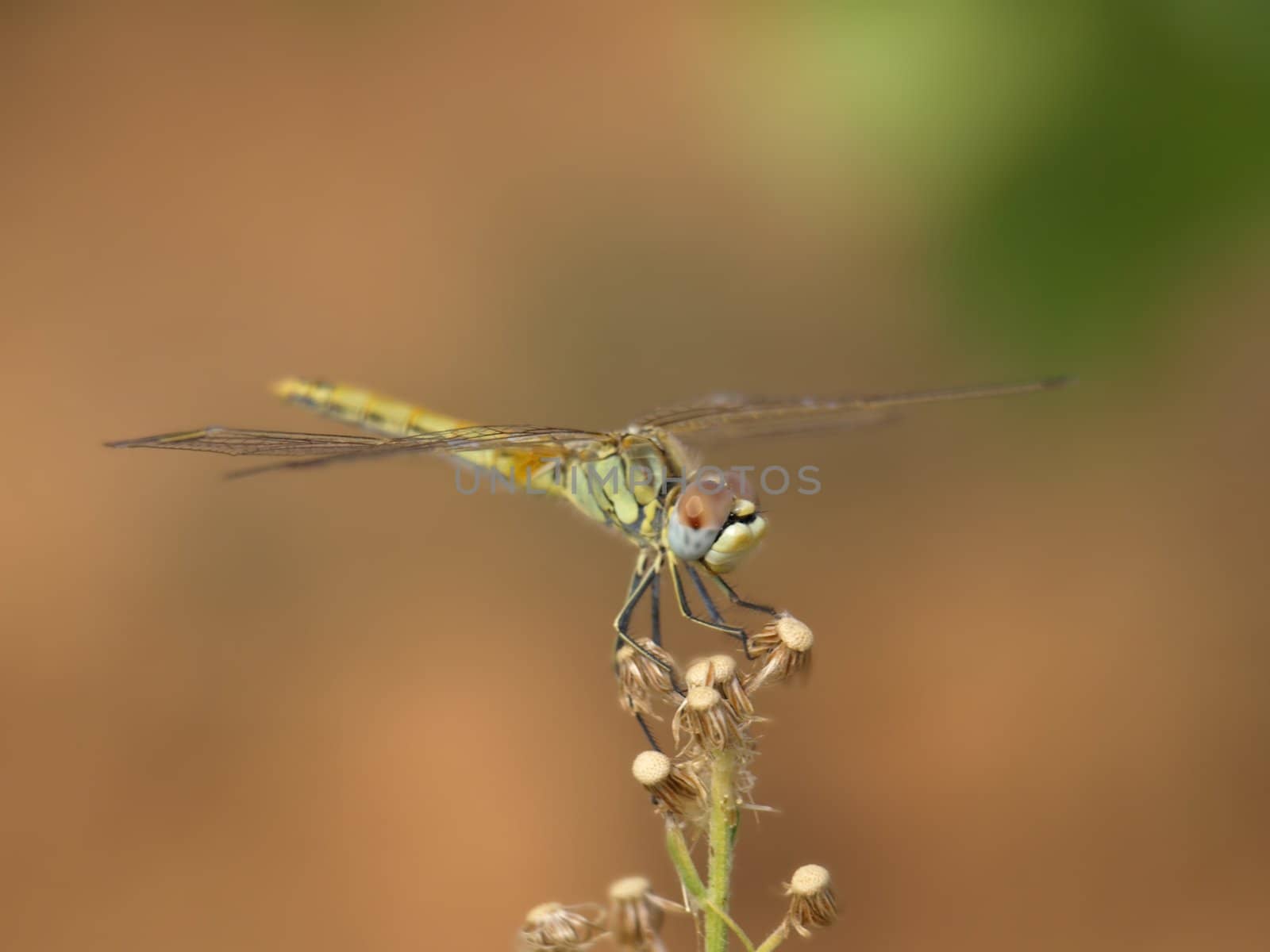 a macro photo of a dragonfly on branch