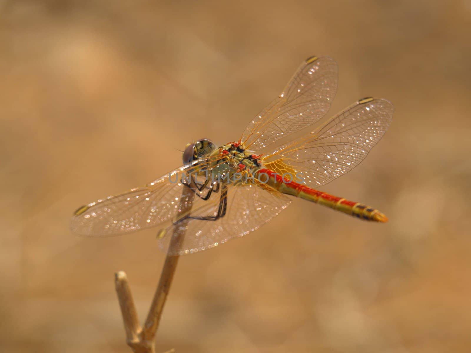 dragonfly by jbouzou