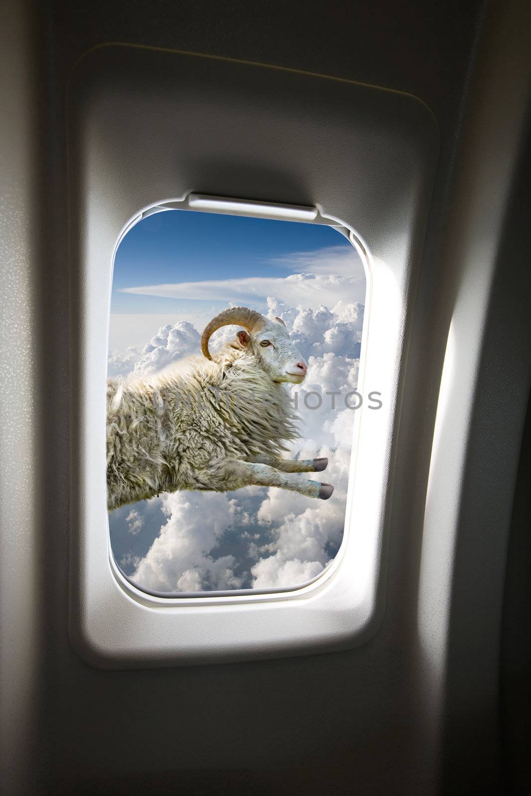 A flying sheep outside a plane window