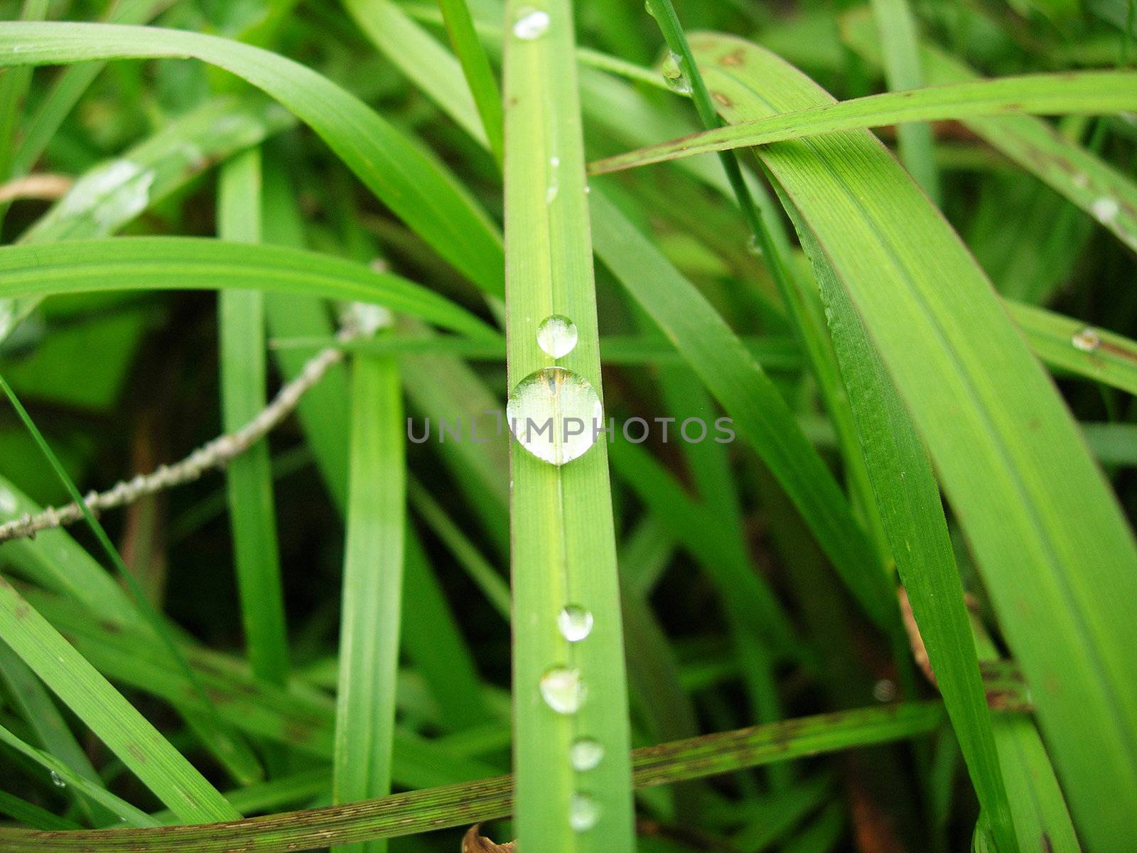 Water Drop by leaf