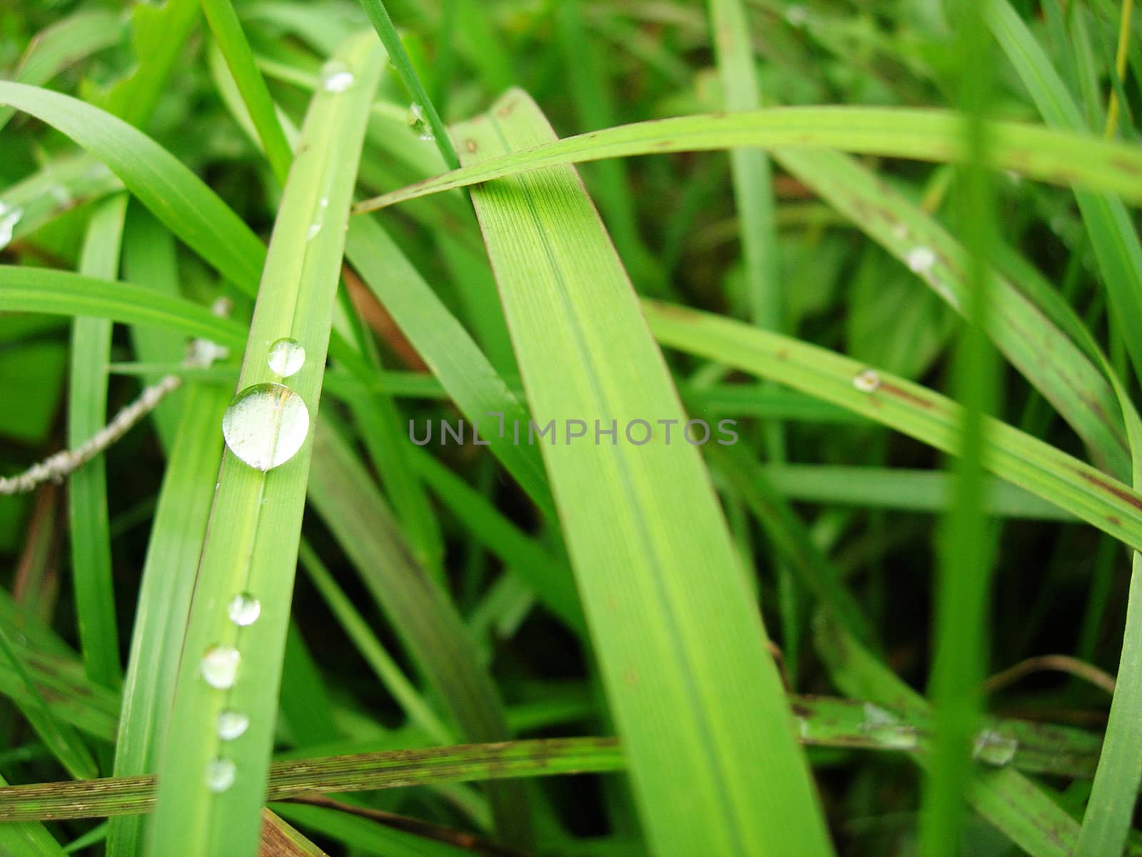 A water drop on a grass blade macro