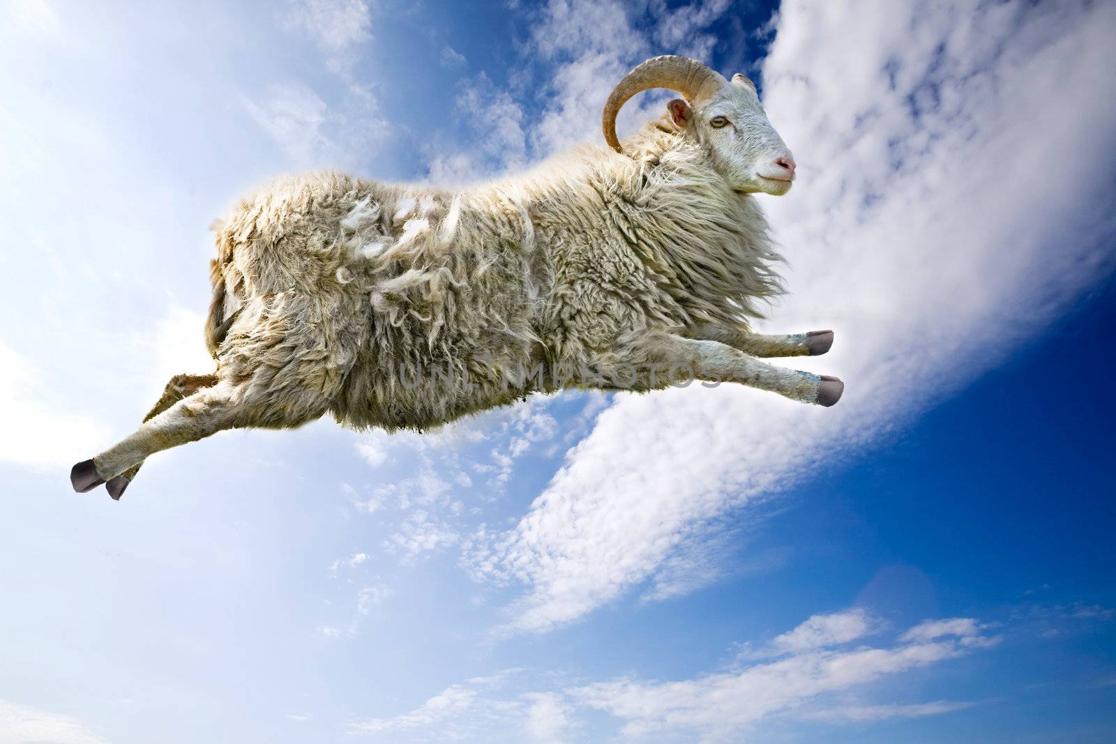 Flying Sheep by leaf