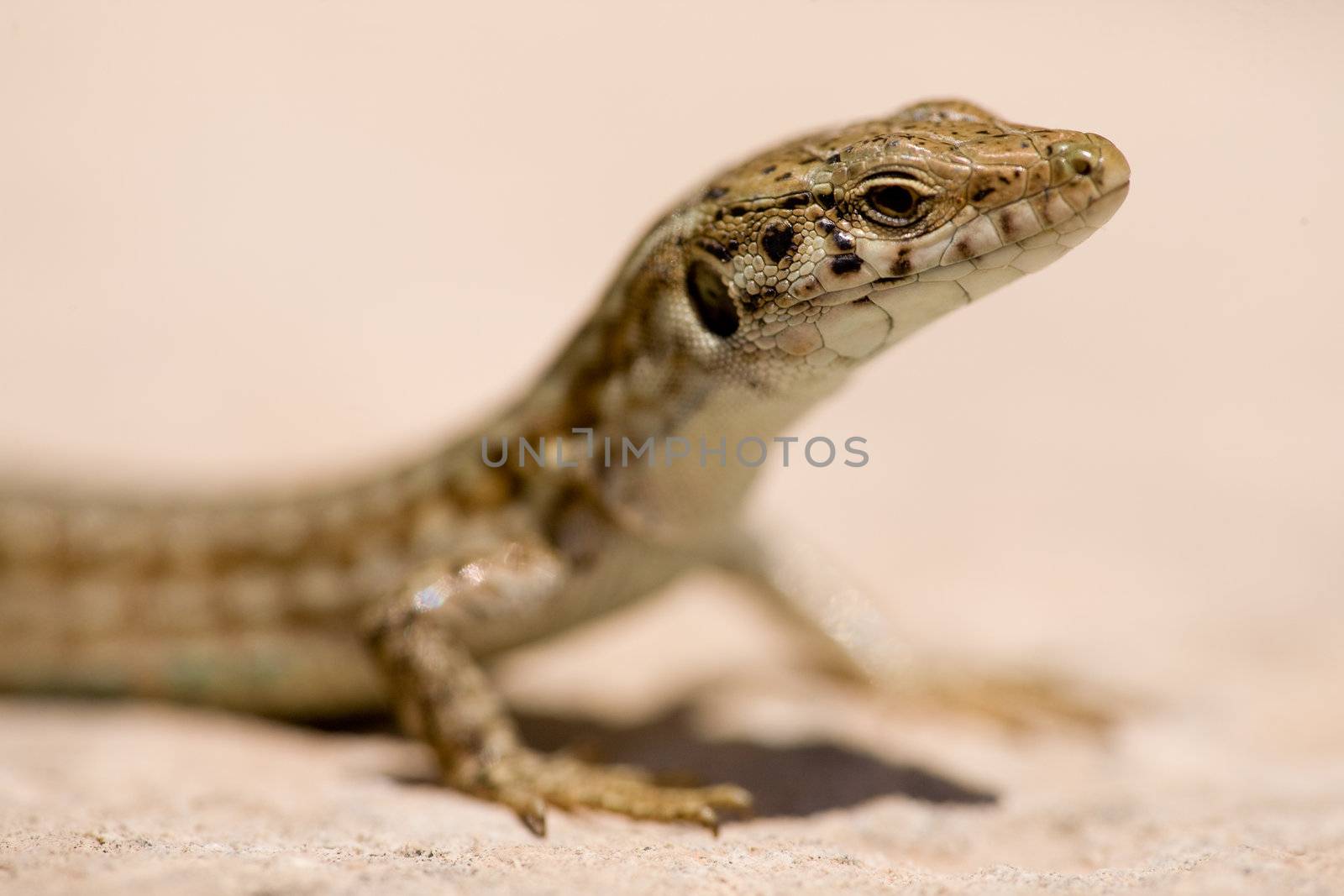 A detail of a maltese wall lizard