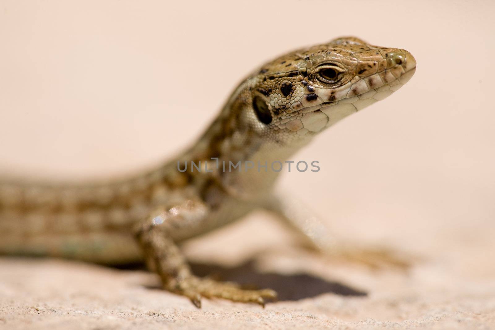 Lizard Macro by leaf