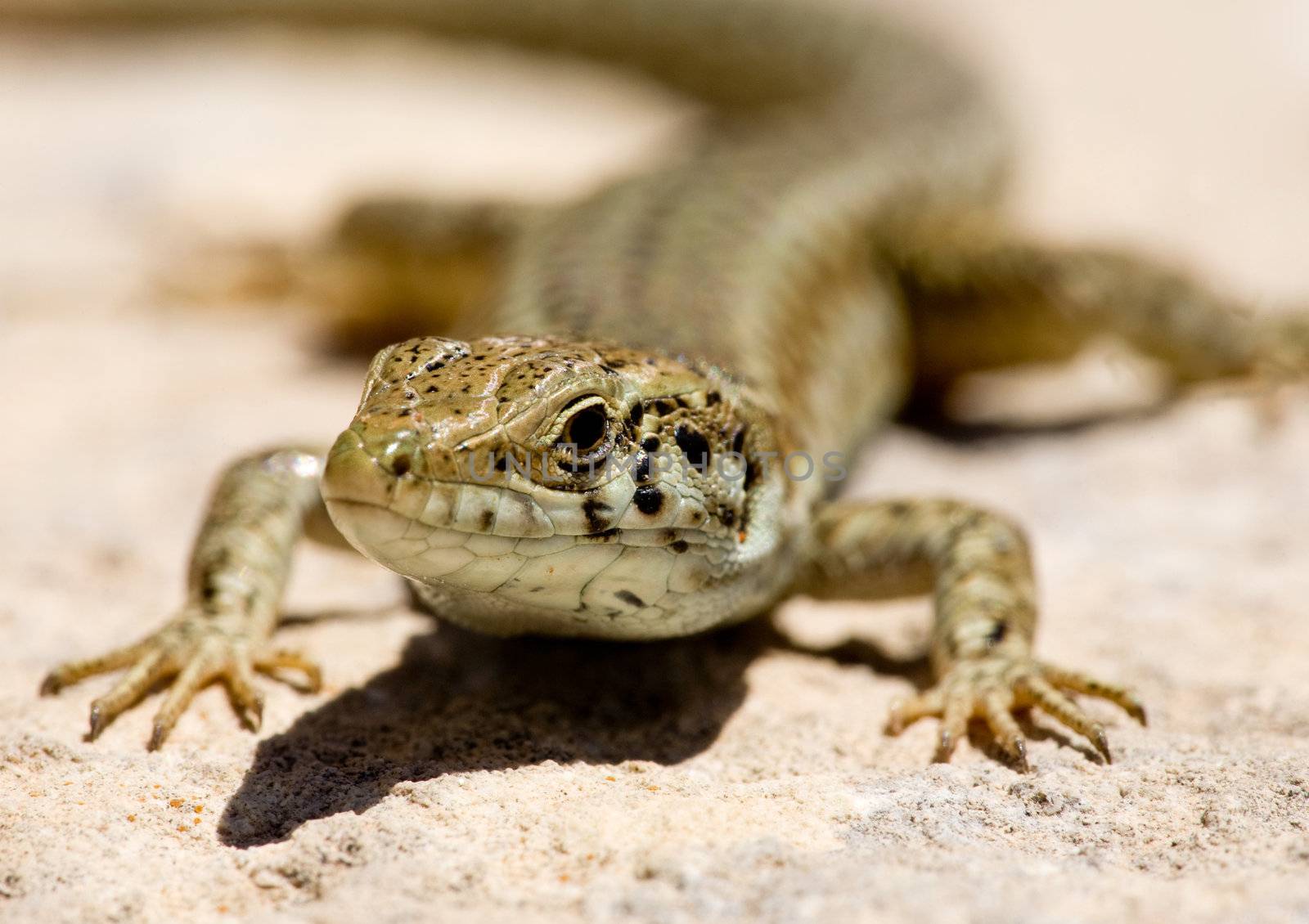 Macro of a lizard